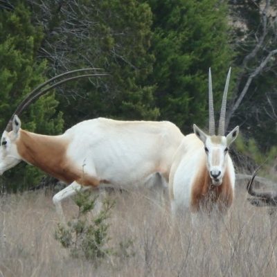 antelope