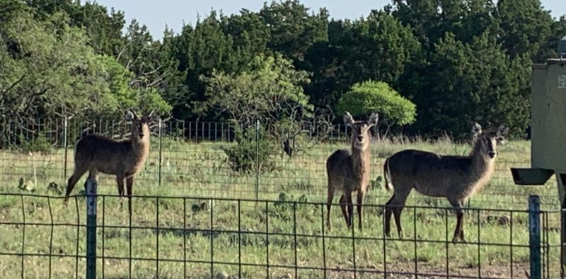 waterbuck-african-game